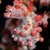 seahorse_pygmy_kbrnr2_v_0128_sul4899.jpg